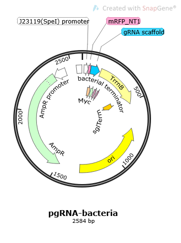 PGRNA- BACTERIA