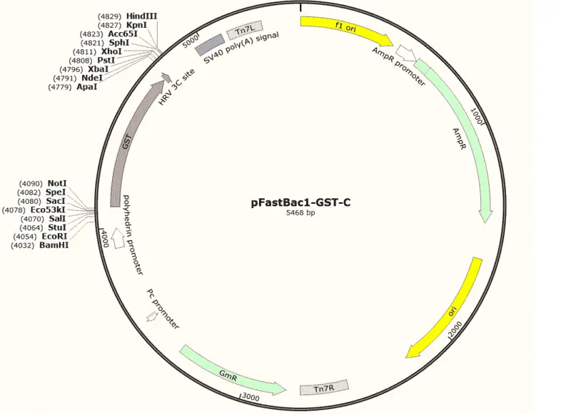 pFastBac-GST-C Plasmid - 2 ug