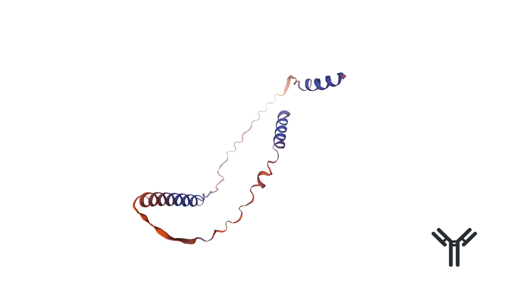 Human C1orf54 Polyclonal Antibody, FITC-conjugated - 100 ug