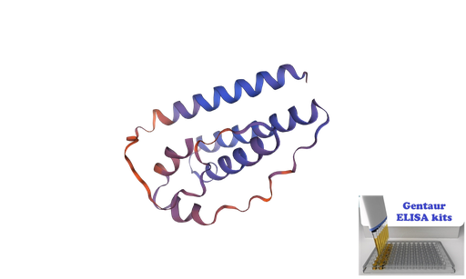 [0855-ELK5930-96T] Horse LEP (Leptin) ELISA Kit - 96 wells plate