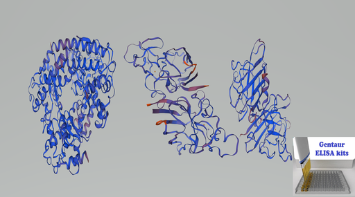 [0855-ELK8178-96T] Rat SOD (Superoxide Dismutases) ELISA Kit - 96 wells plate