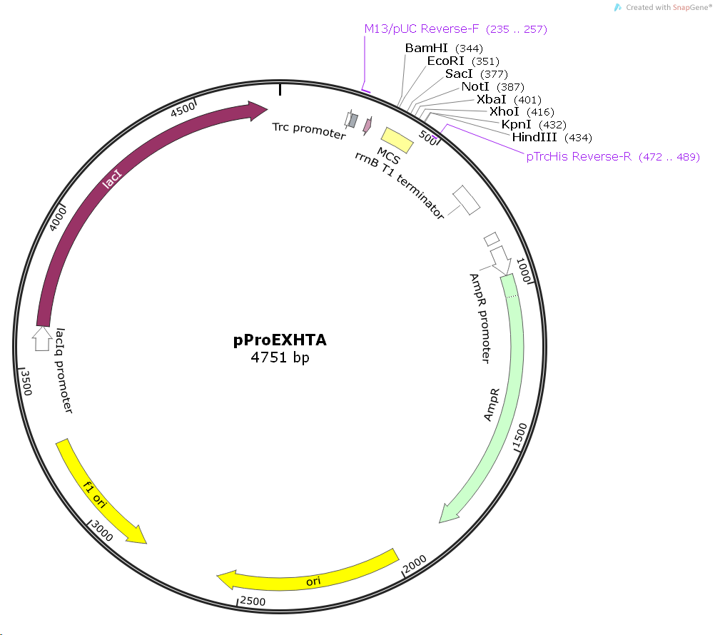 pProEX HTA plasmid - 2ug