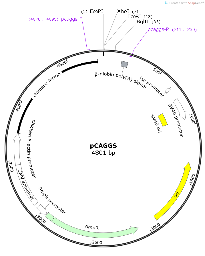 pCAGGS - 2 ug