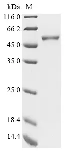 Recombinant Human Forkhead box protein P3 (FOXP3) - 100 ug