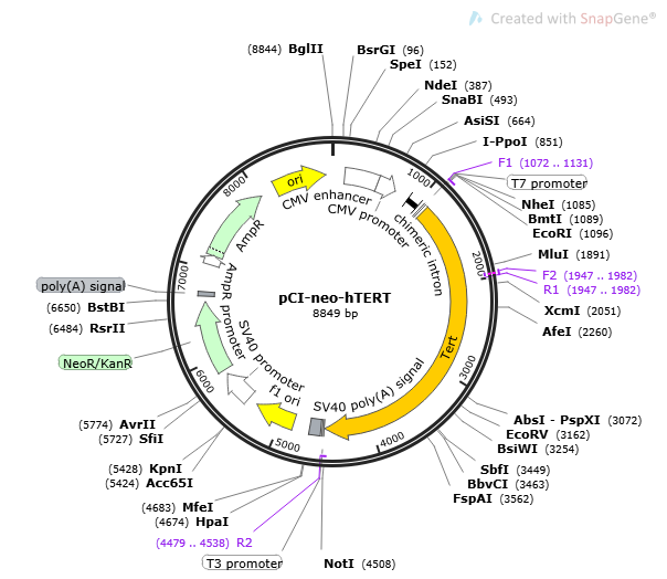 pCI-neo-hTERT