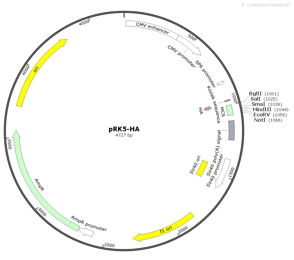 PRK5- HA, 2 ug
