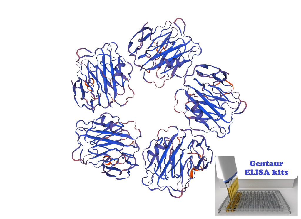 Canine C-Reactive Protein (CRP) ELISA Kit - 96 wells plate