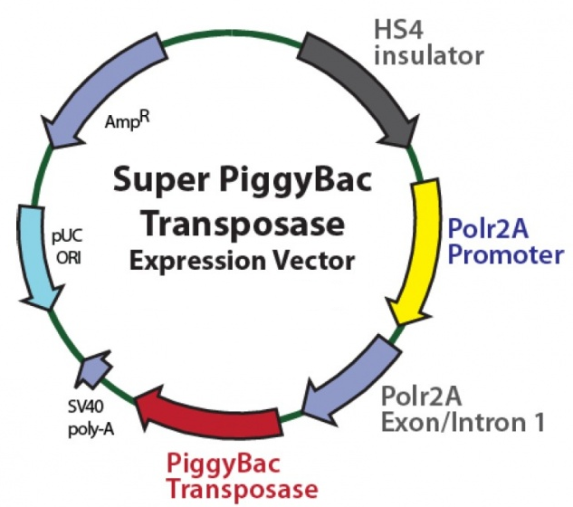 SUPER PIGGYBAC TRANSPOSASE (PB200PA- 1) PLASMID