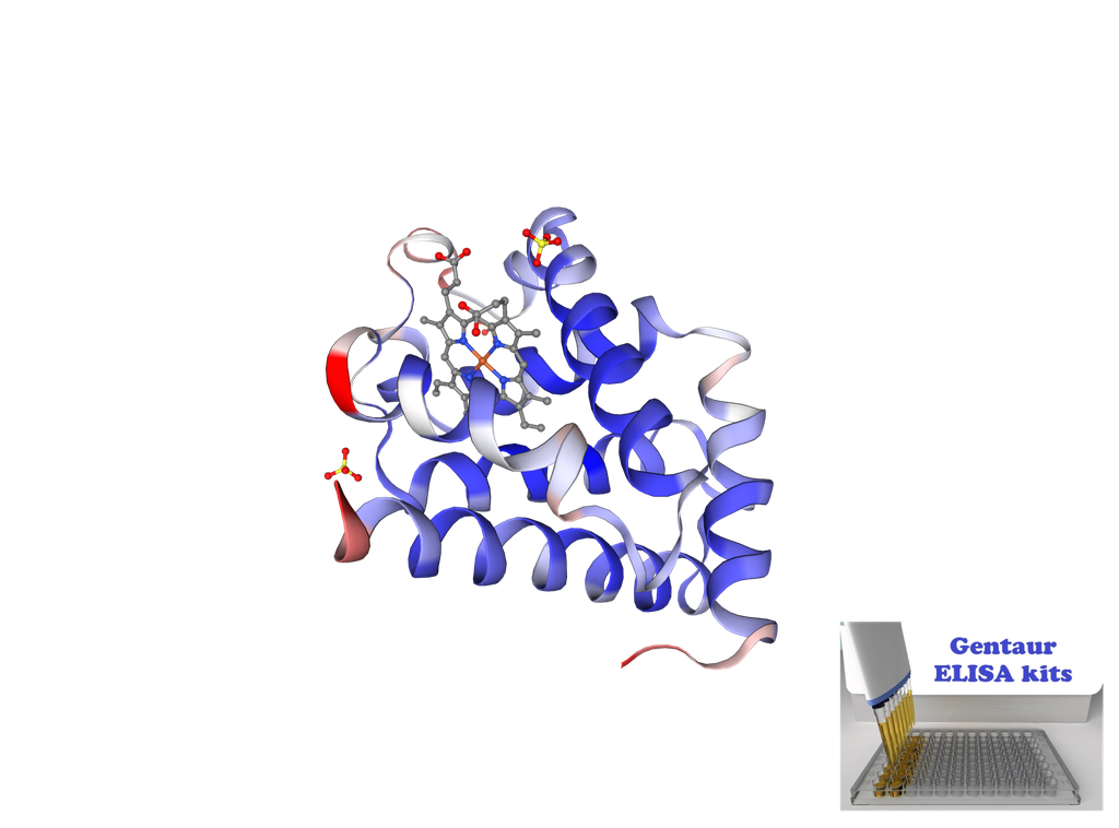 Rat Myoglobin ELISA kit - 96 wells plate