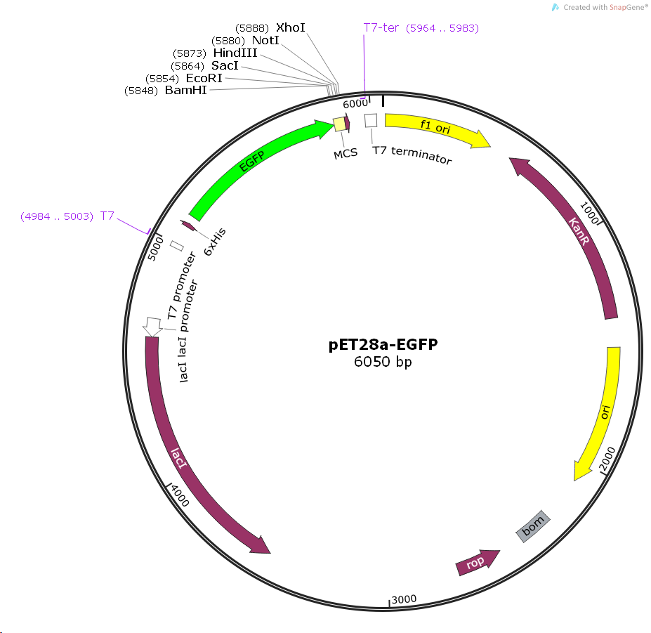 pET28a- EGFP - 2 µg