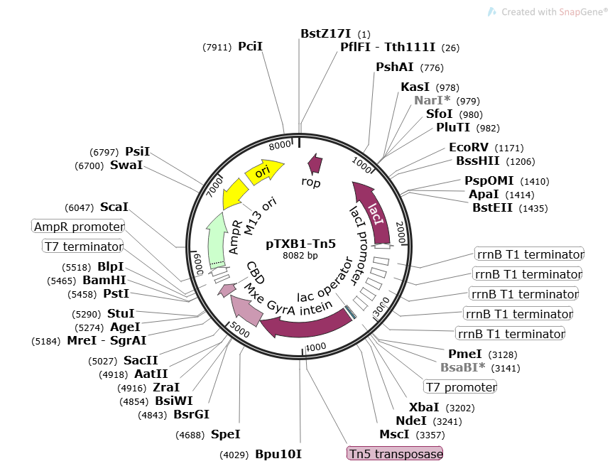 PTXB1-TN5 Plasmid - 2 µg
