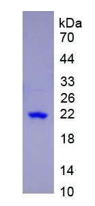 [0338-APA063Mu61-50UG] Active Mouse Interleukin 17 (IL-17) - 50 ug