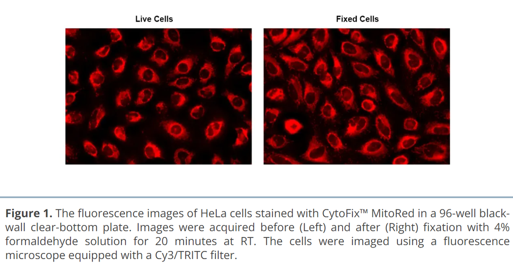 CytoFix™ Red Lysosomal Stain