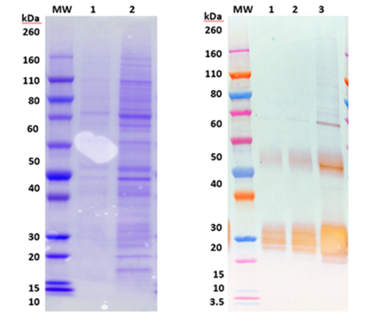 Recombinant AMARV GPDTM -100ug