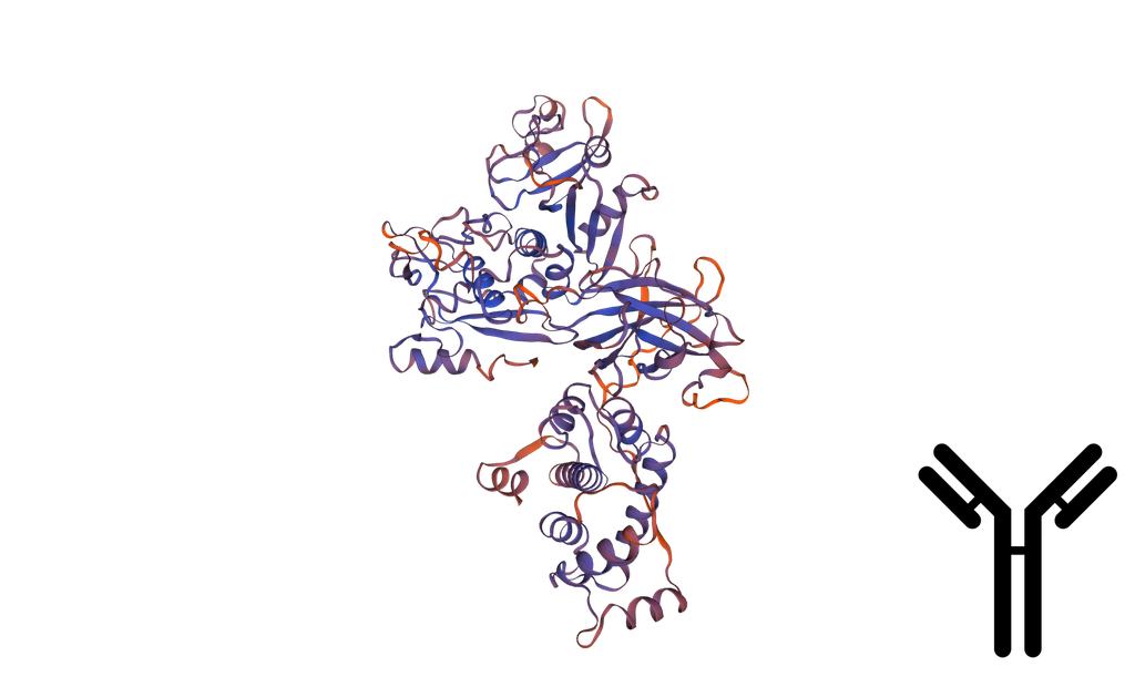 Calcium-activated neutral proteinase 14 (CAPN14) Antibody - 100 ug