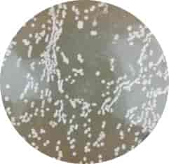 HT115 (DE3)-2 Escherichia coli Strains - 100 ul