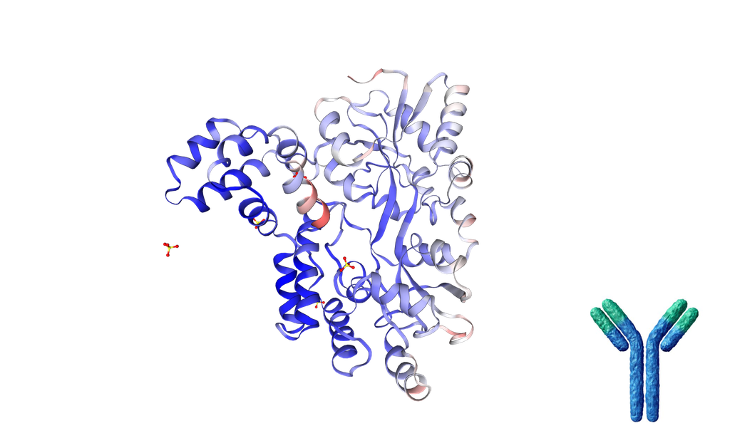 Anti-Human TNFRSF25 Recombinant Antibody [Clone: 11H08_H1] - 1 mg