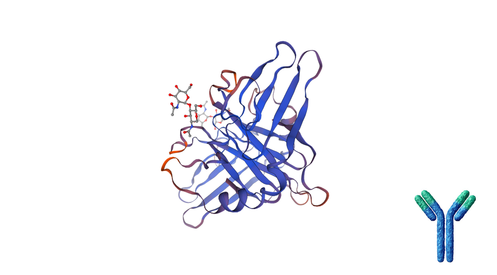 Anti-M6PR monoclonal antibody [clone: NFN349] - 200 ug