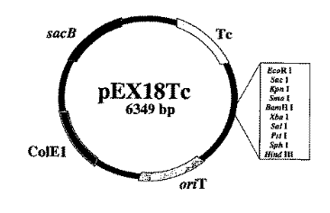 [0820-PVT10636] PEX18TC plasmid - 2 µg