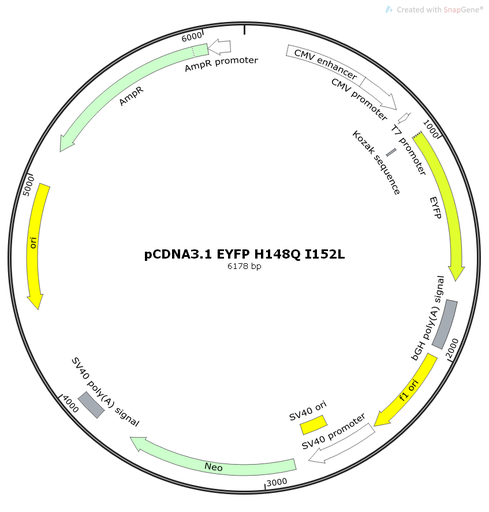 [0820-PVT10772] PCDNA3.1 EYFP H148Q- I152L, 2 ug