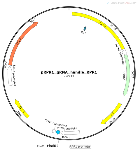 [0820-PVT11276] pRPR1_gRNA_handle_RPR1t, 2 ug