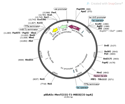 [0820-PVT17450] pBbA5c-MevT(CO)-T1-MBIS(CO, ispA) plasmid - 2ug