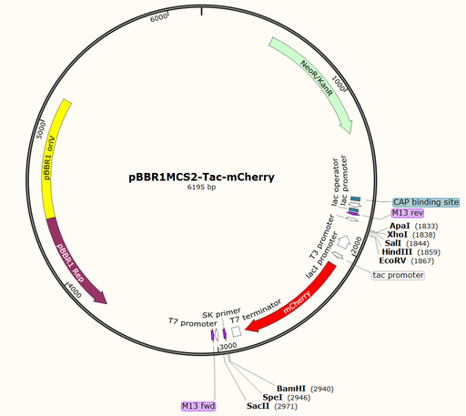 [0820-PVT11376] PBBR1MCS2- TAC- MCHERRY plasmid - 2ug