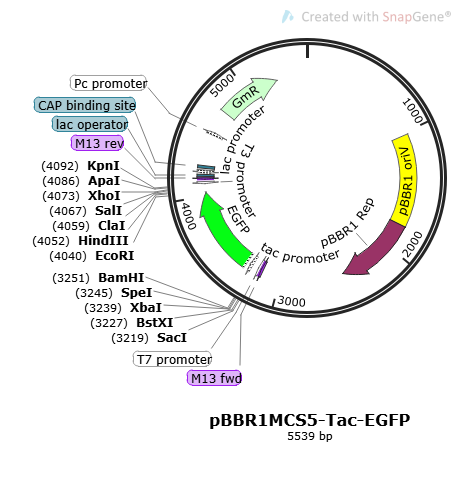 [0820-PVT18890] PBBR1MCS5-TAC-EGFP plasmid - 2ug