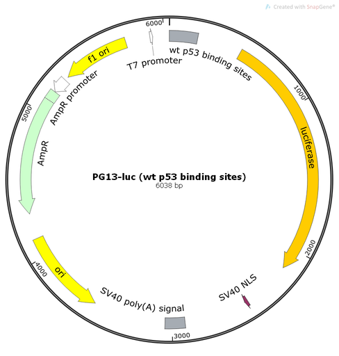 [0820-PVT10823] PG13-luc (wt p53 binding sites), 2 ug