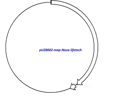 [0820-PVT12448] pUZ8002 plasmid - 2 ug