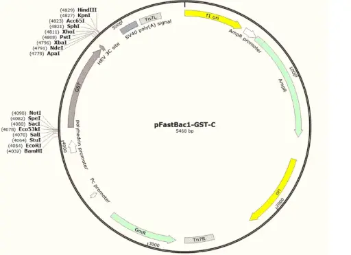 [0820-PVT5111] pFastBac-GST-C Plasmid - 2 ug