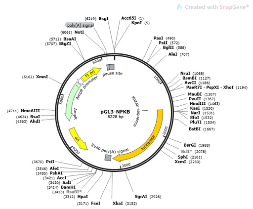 [0820-PVT15896-2ug] PGL3-NFKB PLASMID 2ug