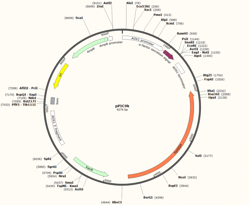 [0820-PVT4003-2ug] PVT4003 - pPIC9K Plasmid 2ug