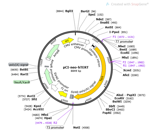 [0820-PVT14801] pCI-neo-hTERT Plasmid - 2 µg