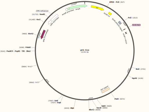 [0820-PVT2203] PCL- ECO PLASMID, 2 ug