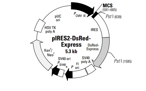 [0820-PVT1229] PIRES2- DSRED- EXPRESS PLASMID 2ug