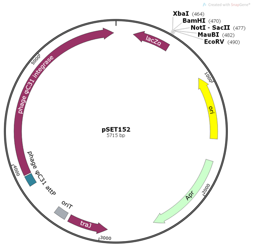 [0820-PVT3395] pSET152 Vector - 2 ug