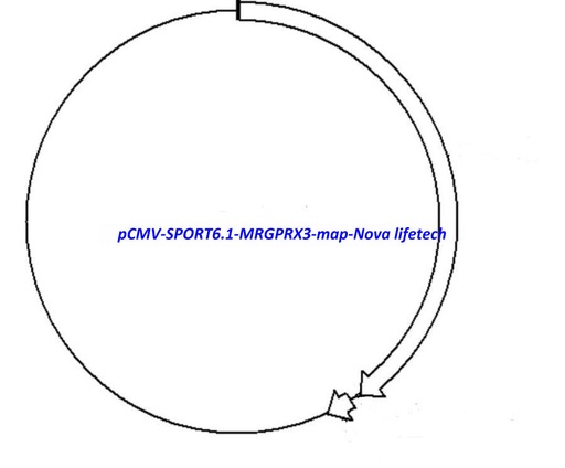 [0820-PVT16021] pCMV-SPORT6.1-MRGPRX3 Plasmid