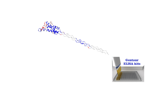 [0338-CEA686Hu-5X96T] ELISA Kit for Human Cross Linked C-Telopeptide Of Type II Collagen (CTXII) - 5x 96 wells plate