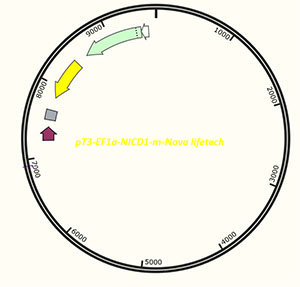 [0820-PVT17623] pT3-EF1a-NICD1-m - 2 ug