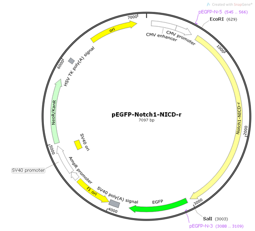 [0820-PVT10478] PEGFP- NOTCH1- NICD- R  2ug
