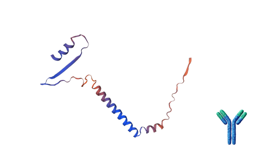 [0239-P60101-150] Sheep Anti-Tyrosine Hydroxylase Antibody - 150 µL