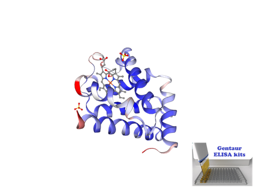 [0198-MYO-2] Rat Myoglobin ELISA kit - 96 wells plate