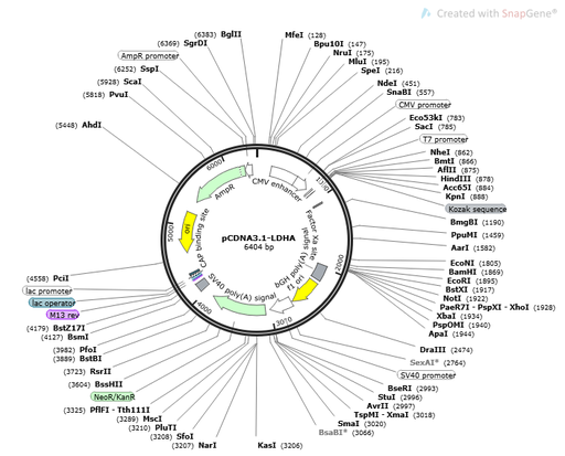 [0820-PVT20038] pCDNA3.1-LDHA - 2ug