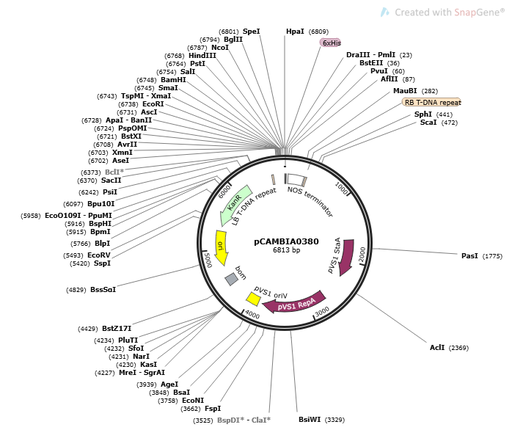 [0820-PVT3009] PCAMBIA0380 PLASMID