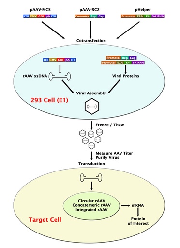 [0197-VPK-411-SER2] AAV-2 Helper Free Promoterless Expression System - 1 kit