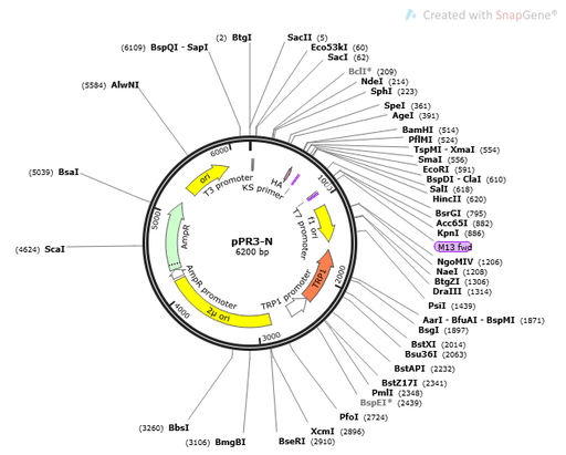 [0820-PVT11260] pPR3- N plasmid - 2ug